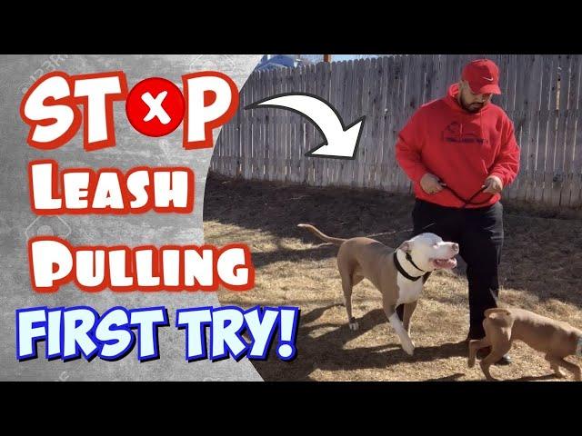 How to train your Pit Bull not to PULL on the Leash! (Heel Walking)