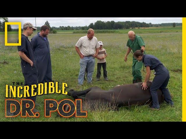 Helping a Downed Horse | The Incredible Dr. Pol