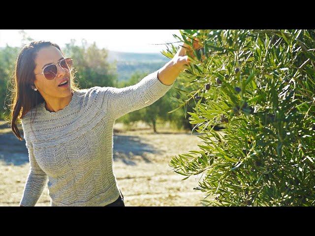 OLIVE OIL | How is it Made? in Spain! (OLIVE: How Does it Grow?)