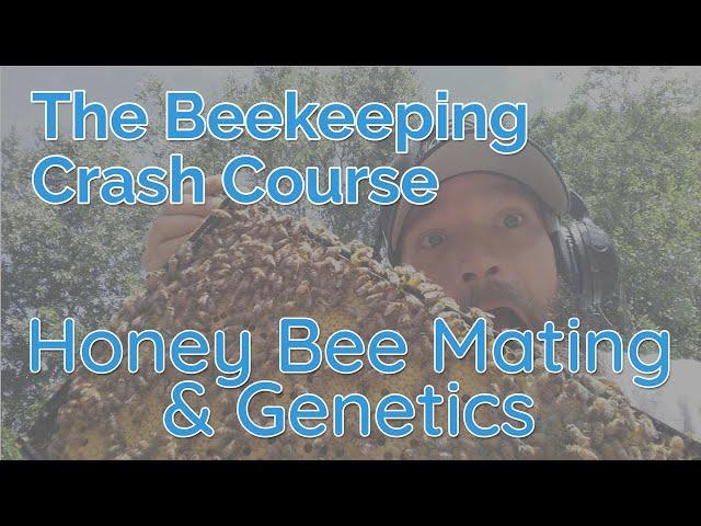 Honey Bee Mating And Genetics - Biology Part 2 - Beekeeping Crash Course