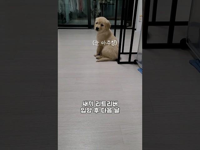 The next day after adopting a retriever puppy
