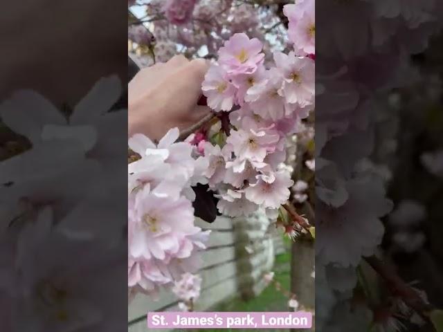 Лондон весной/ Лондон парки/ Цветение сакуры  в Англии/ Жизнь в Лондоне март 2022 #shorts #london