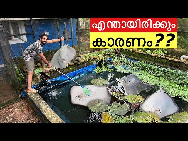 തിരണ്ടികൽ കൂട്ടത്തോടെ ചത്തുപൊങ്ങുന്നു!! | Stopped Stingray Purchase forEVER!!!!