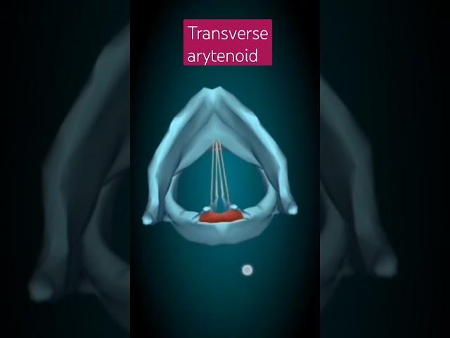 Transverse arytenoid animation muscles of larynx #animation #mbbs #foryou #youtube