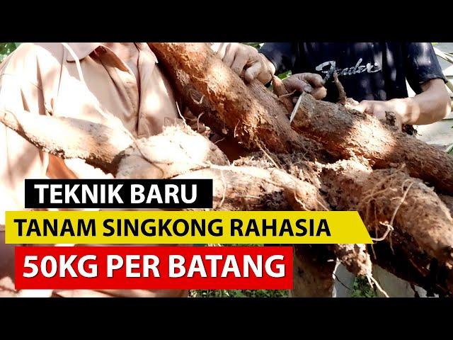 Penemuan Baru Cara Menanam Singkong Supaya Berbuah Banyak dan Lebat