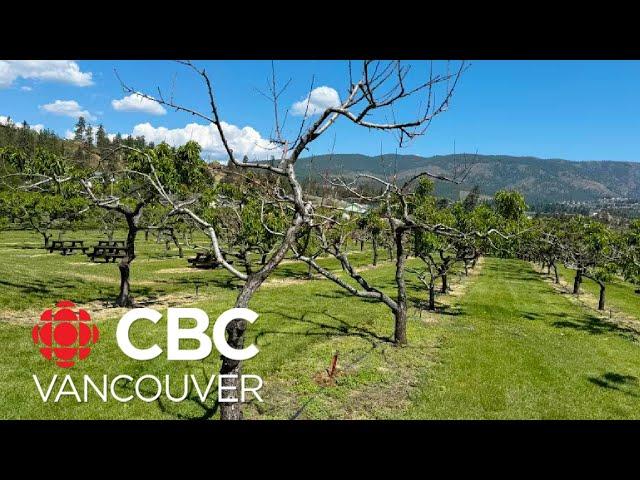 Okanagan fruit farmers switch crops to try to salvage their season