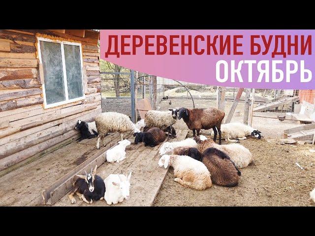 Деревенские будни. Октябрь. /Семейная ферма. Жизнь в деревне.