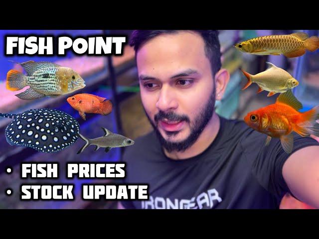 Fish Point Latest Update | Fish Prices Lalukhet Aquarium Market - Imran’s World