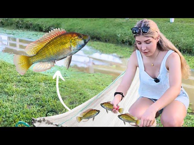 CATCHING WILD AFRICAN CICHLIDS! (and other aquarium fish)