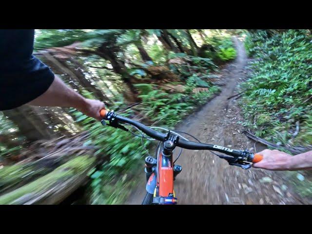 Old Exit @ Whakarewarewa Forest. Rotorua