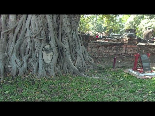 The famous Buddha head in a tree roots at Wat Mahathat temple Ayutthaya Historical park