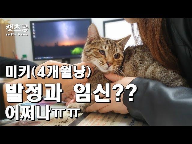 (새끼고양이)생후4개월냥.(임신이면...설마 어쩌죠!!!)