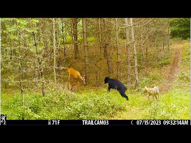 Best Trail Camera Videos Of The Month (July 2023)