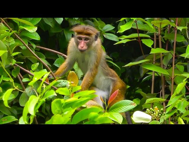 Monkey | The Life Of A Wild Monkey