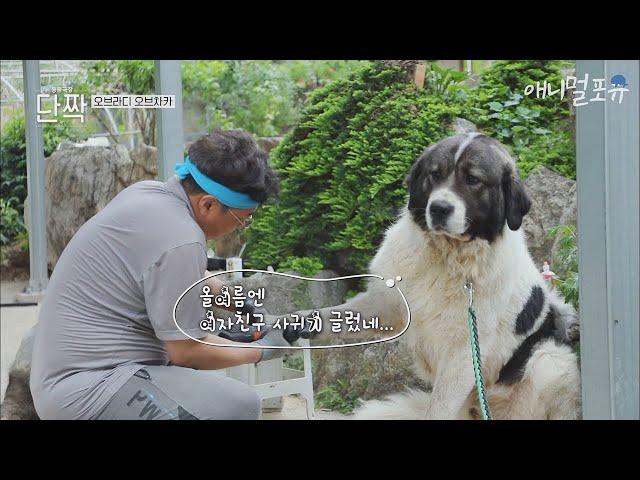 '여름'아 나 살려~, 오늘은 털 깎는 날! [동물극장 단짝] | KBS 230715 방송