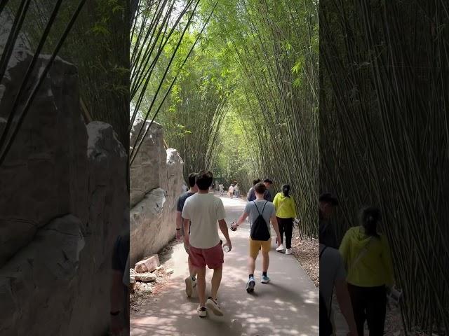 In search of Pandas! #kingssingers #ontour #china #panda #pandatime