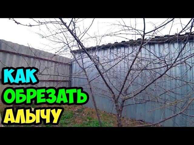 Как обрезать молодую алычу трехлетку весной | Переформирование кроны из куста в одноствольное древо