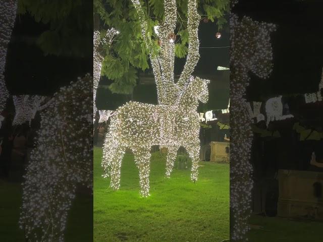 Feliz Navidad! Christmas lights México! #mexicotravels #Exploremorelia #Christmasmexico