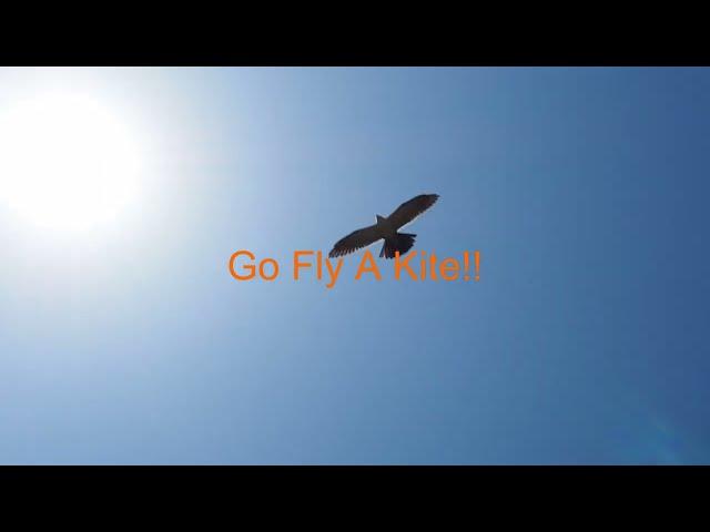 Mississippi Kite dive bomb..