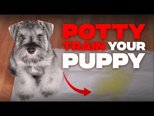 How to Potty Train Your Miniature Schnauzer Puppy? Your Complete Guide