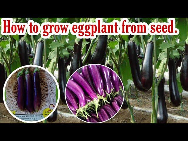 How to grow eggplant from seed.