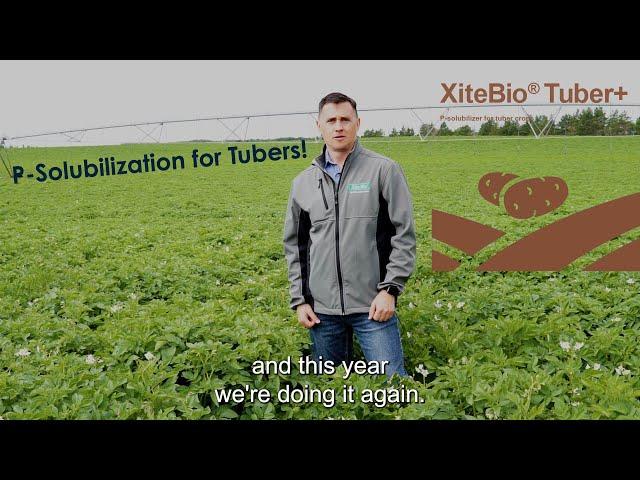 Introducing XiteBio® Tuber+: P-solubilizing inoculant for Tuber Crops.