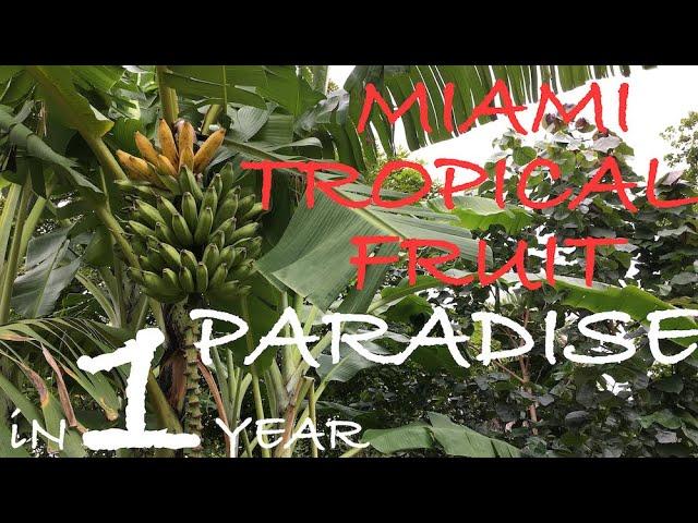 Tropical Urban Food  Forest - Meditation Garden 2019 update Part 1