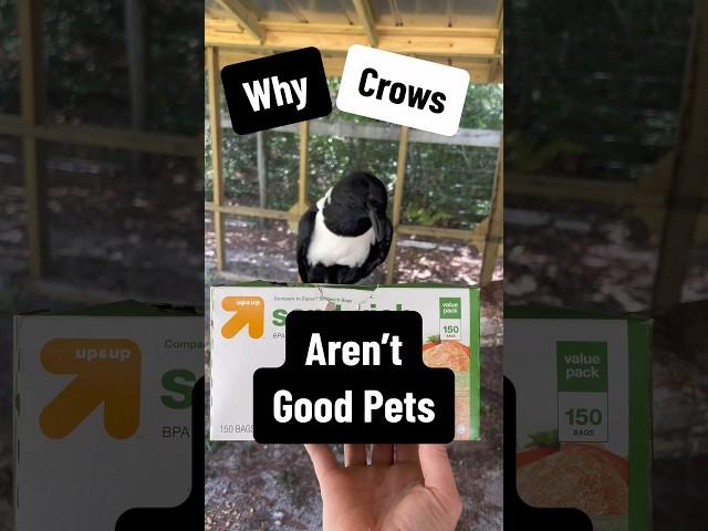 Crows Aren’t Good Pets