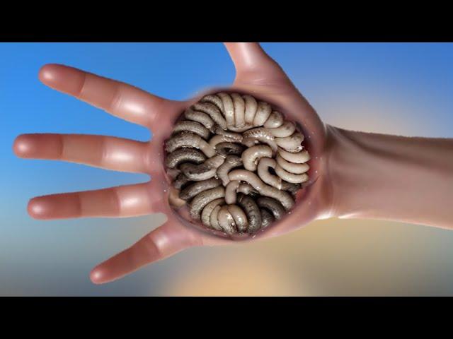 ASMR REMOVE WORM FROM hand TREATMENT ANIMATION | 2D ANIMATION@ViPasmr0.1