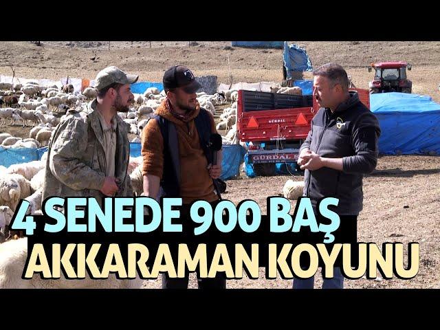 4 Senede 900 Baş Akkaraman Koyunu / Kangal Köpeklerinin Özellikleri