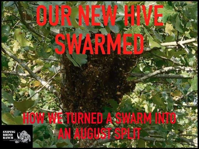 Beekeeping 101: Our New Hive Swarmed - How we were able to turn it into a split
