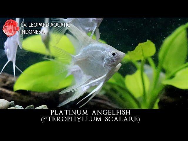 terophyllum scalare THE BRIGHT PLATINUM ANGELFISH. (Leopard Aquatic Q006C)