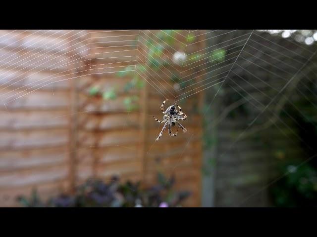 AMAZING FOOTAGE OF A EUROPEAN GARDEN (CROSS ORB) SPIDER SPINNING A WEB in 4K