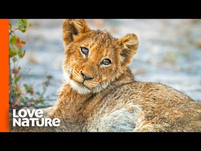 Lost Lion Cub "Spotty" Is on His Own | Part 2 | Love Nature