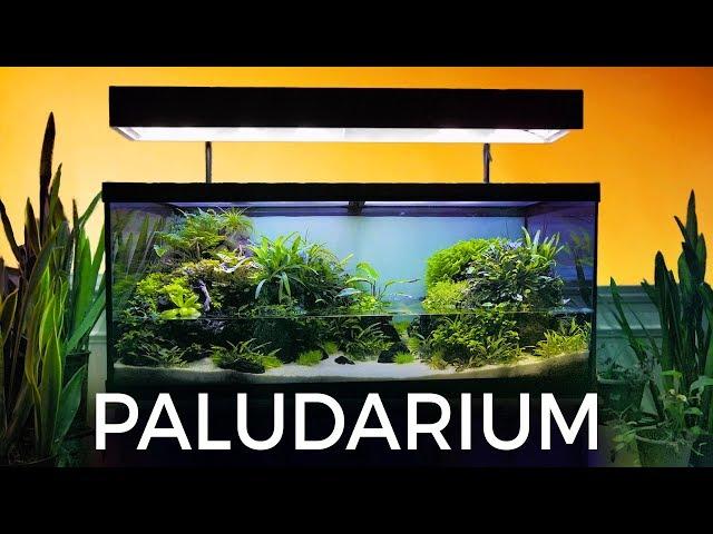 Guided Tour of this Stunning Paludarium