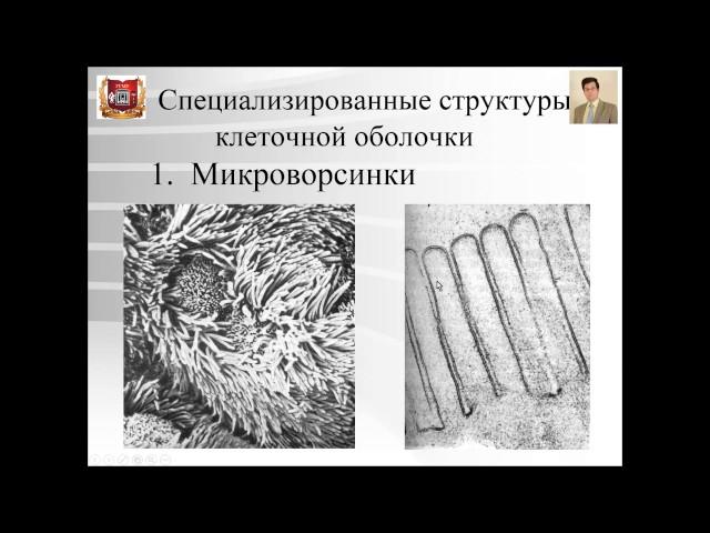 Лекция № 1. Цитология.