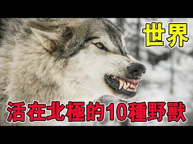 There are 10 kinds of beasts living in the Arctic. The Arctic wolves have a strict ethnic system. T