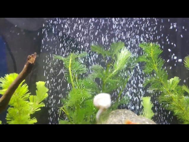 Swimming Snail "John Slow"