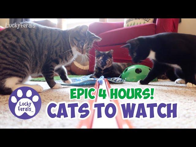 Cats For Cats To Watch - Cats For Dogs To Watch - EPIC 4 HOURS with sound! Cats Playing Cat Games