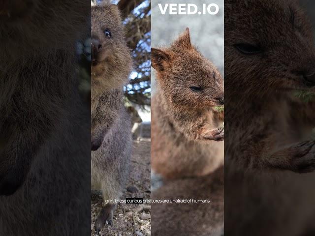 Meet the Happiest Animals on Earth: Quokkas