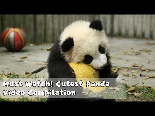 Must Watch 1 ! Cutest Panda Video Compilation | iPanda