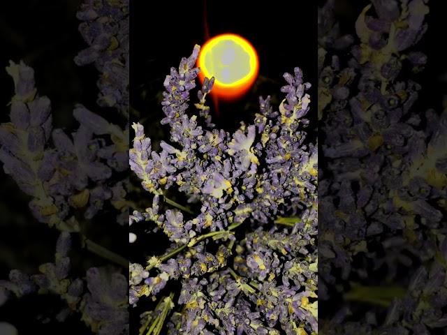 ️NORWAY #stalker ПРИСУТСТВИЕ-Я ЕСТЬ-(ТО СЬО) [сm. описаниe] #lavender #frankincense #myrrh #asmr