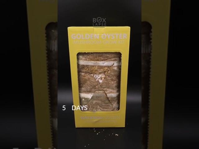 Boxlapse  Golden oyster mushroom grow kit from @nackrosgarden  #timelapse #mushroom #boxlapse