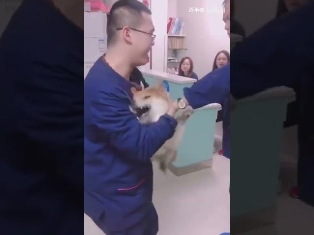 【柴犬】狗狗打針合集，我柴哥總能讓人猜不到結局！！