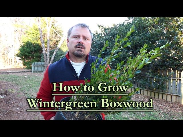 How to grow Wintergreen Boxwood (Evergreen Shrub with Compact Habit)