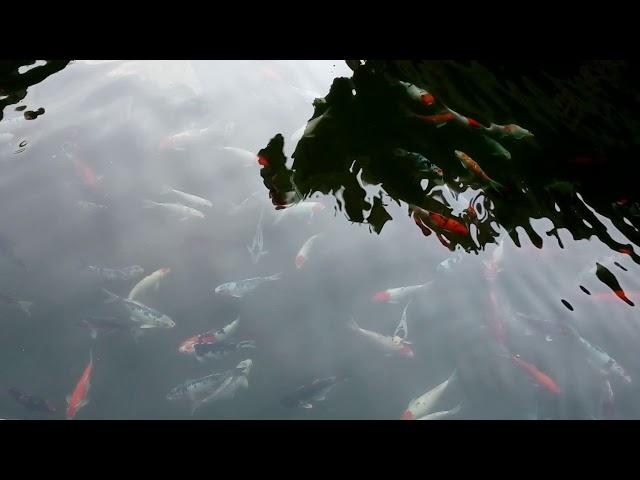 Beautiful real koi fish.