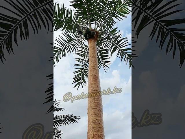 Кокосовая пальма от Palma Park #декорации #озеленение #пальма #назаказ #оазис #like