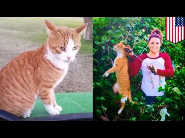 Texas vet Kristen Lindsey kills cat with bow and arrow head shot then loses her job