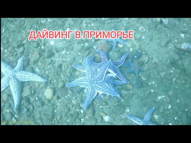Дайвинг в приморье.  Дайвинг Владивосток.  Дайвинг японское море. Дайвинг Приморский край.