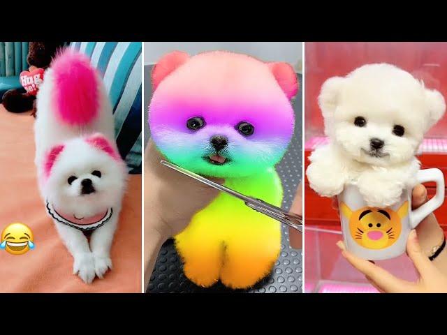 Tik Tok Chó Phốc Sóc Mini  Funny and Cute Pomeranian #370